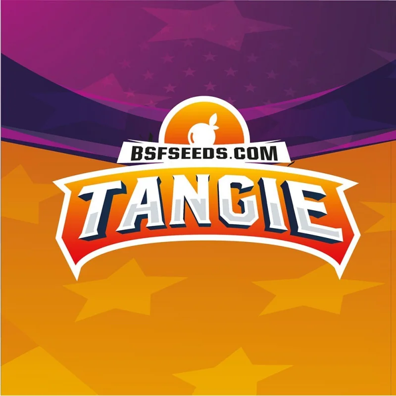 Tangie Marijuana Seeds