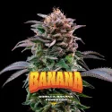 Gorilla Banana Feminized Marijuana Seeds