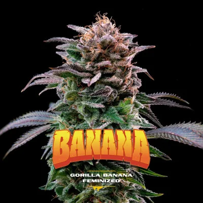 Gorilla Banana Feminized Marijuana Seeds