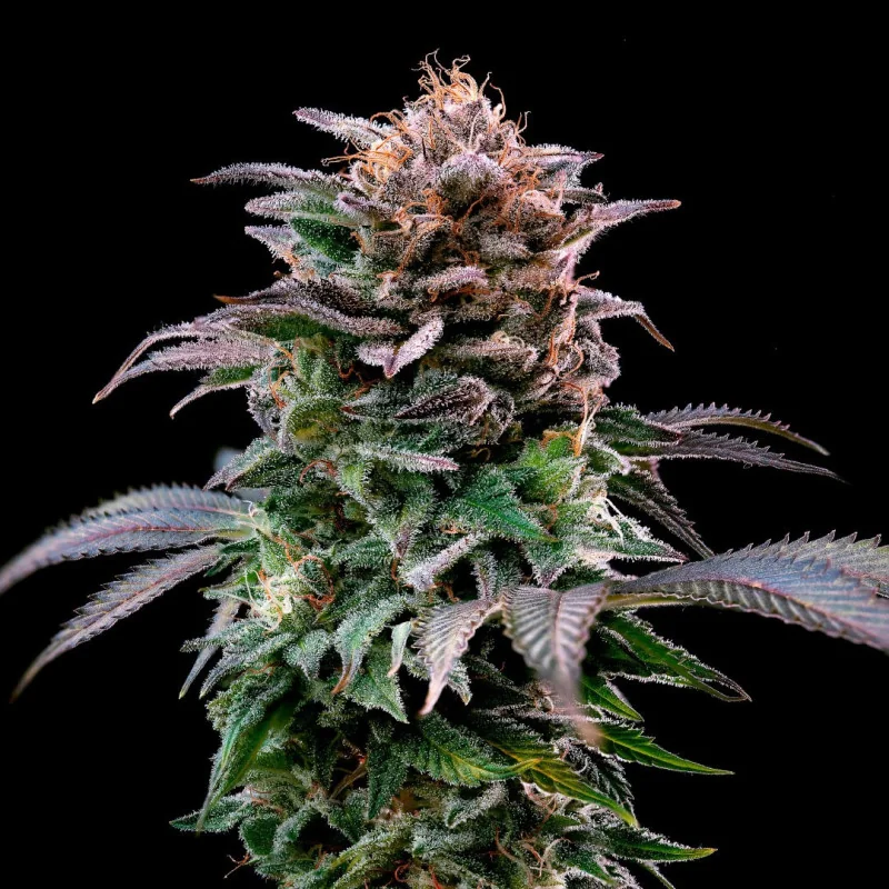 Gorilla Banana Feminized Marijuana Seeds