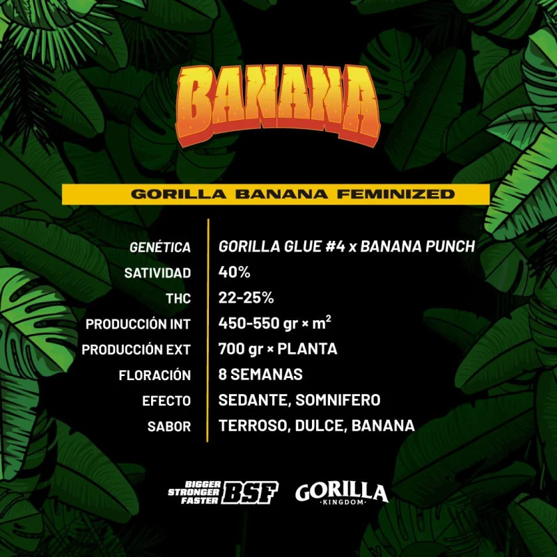 Gorilla Banana Feminized Marijuana Seeds
