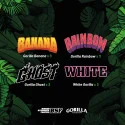 Gorilla Familia Feminized Mix Marijuana Seeds