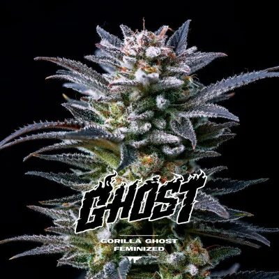 Gorilla Ghost Feminized Marijuana Seeds