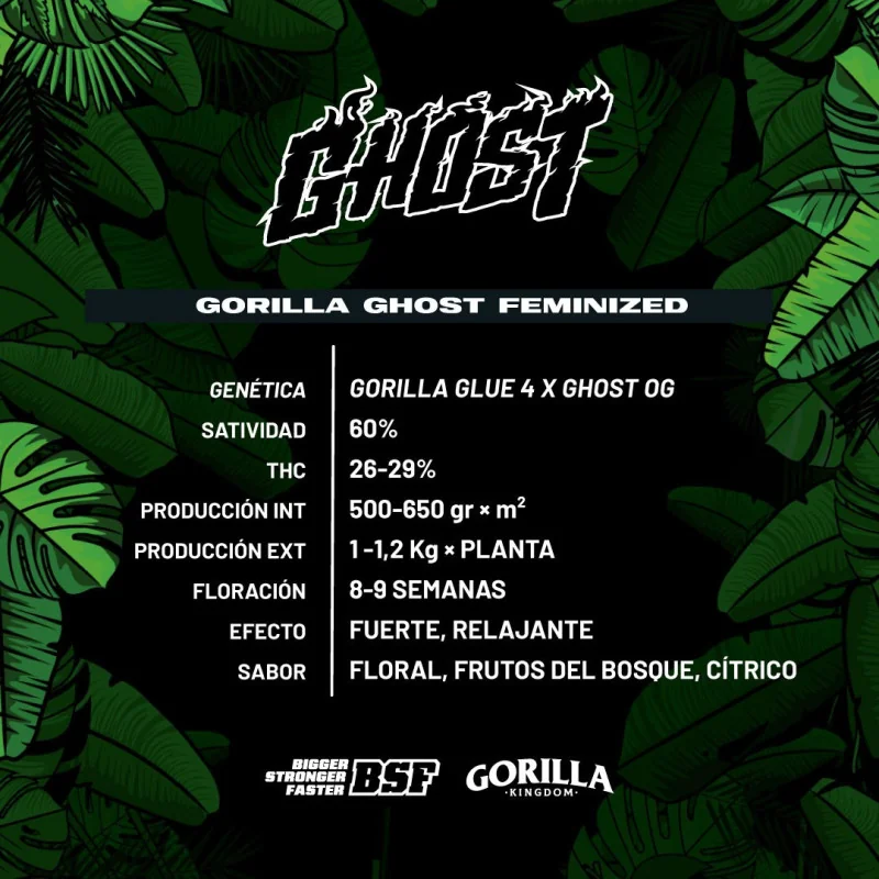 Semillas de Marihuana Gorilla Ghost Feminized