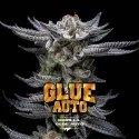 Gorilla Glue Auto Marijuana Seeds