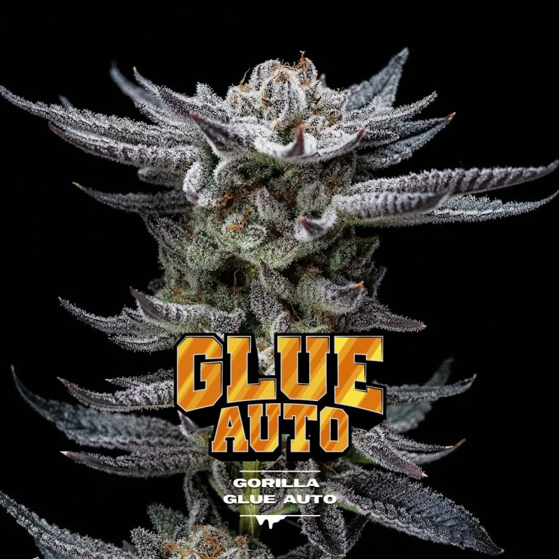 Gorilla Glue Auto Marijuana Seeds