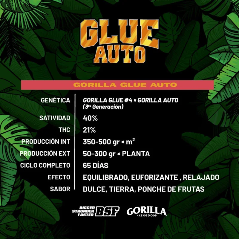 Gorilla Glue Auto Marijuana Seeds