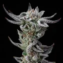 Gorilla Glue Faster Marijuana Seeds