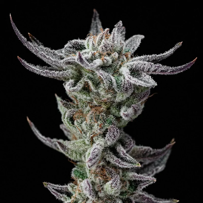 Gorilla Glue Faster Marijuana Seeds