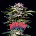 Gorilla Rainbow Feminized Marijuana Seeds