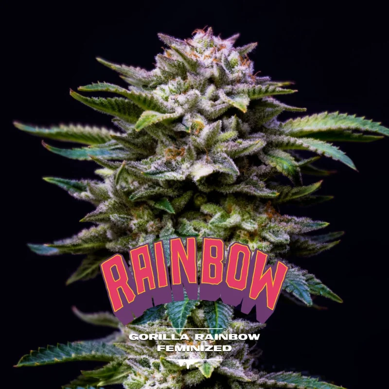 Gorilla Rainbow Feminized Marijuana Seeds