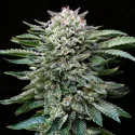 Semillas de Marihuana White Gorilla Feminized