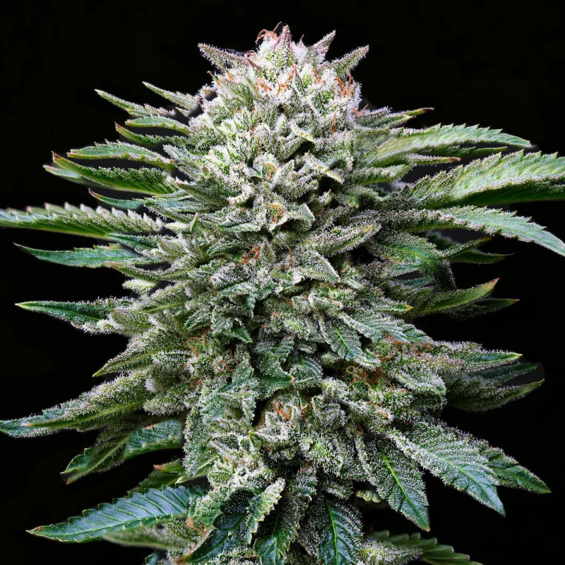 Semillas de Marihuana White Gorilla Feminized