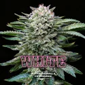 Semillas de Marihuana White Gorilla Feminized