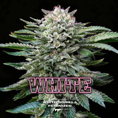 White Gorilla Feminized Marijuana Seeds