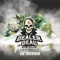 Semillas de Marihuana Dealer Deal XXL Automix: 12 semillas BSF Seeds