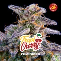Tropicherry Feminized Marijuana Seeds