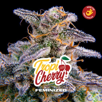 Tropicherry Feminized Marijuana Seeds