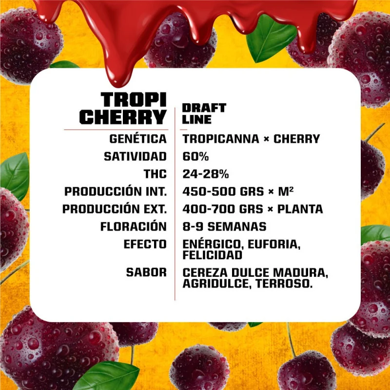 Tropicherry Feminized Marijuana Seeds