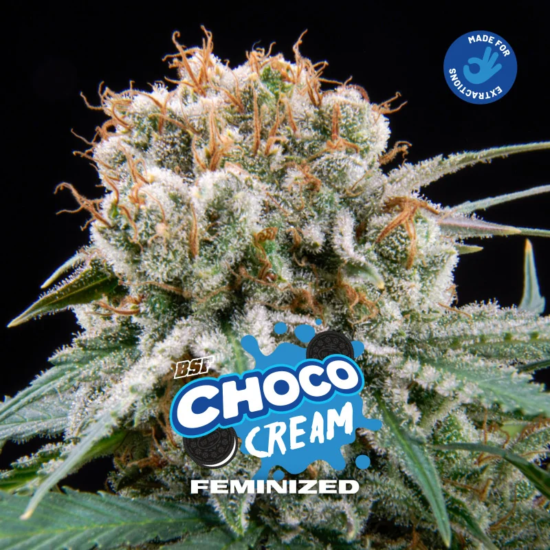 Semillas de Marihuana Choco Cream Feminized