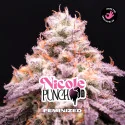 Nicole Punch Feminized Marijuana Seeds
