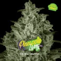 Pineapple Larry OG XXL Auto Marijuana Seeds