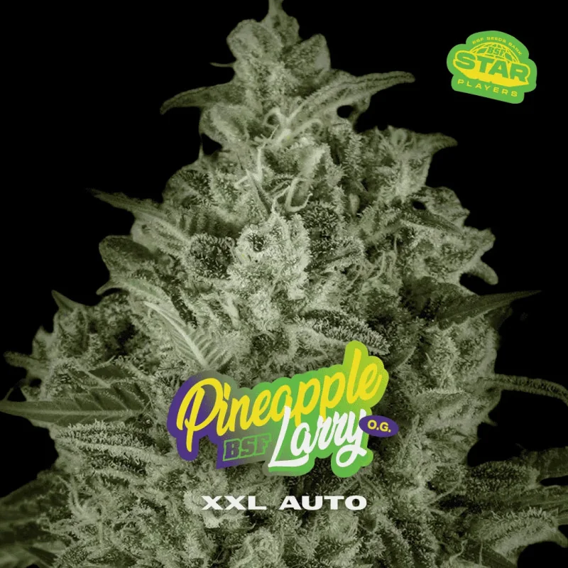 Pineapple Larry OG XXL Auto Marijuana Seeds
