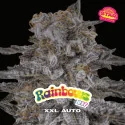 Semillas de Marihuana Rainbows XXL Auto