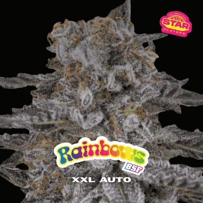 Rainbows XXL Auto Marijuana Seeds