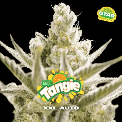 Tangie XXL Auto Marijuana Seeds