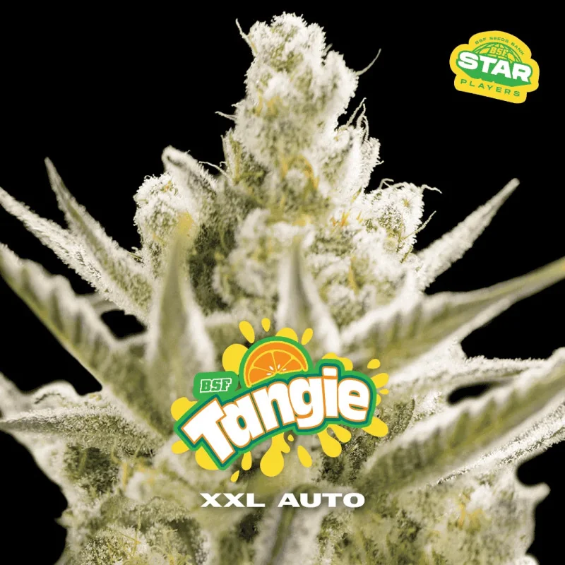 Tangie XXL Auto Marijuana Seeds