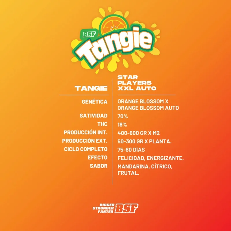 Tangie XXL Auto Marijuana Seeds