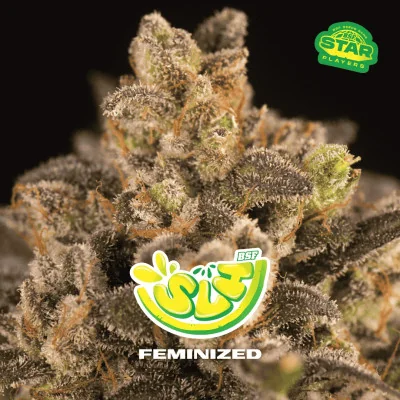 Super Lemon Haze Marijuana Seeds