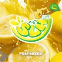 Super Lemon Haze Marijuana Seeds