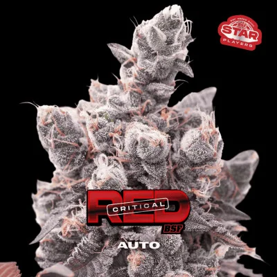 Red Critical Auto Marijuana Seeds