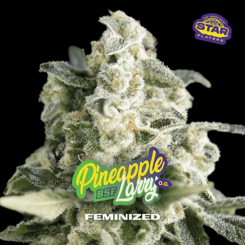Pineapple Larry OG Fem Marijuana Seeds