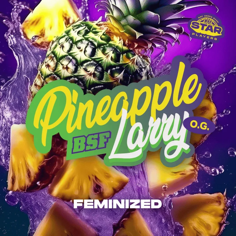 Pineapple Larry OG Fem Marijuana Seeds