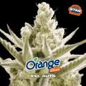 Orange Blossom XXL Auto Marijuana Seeds