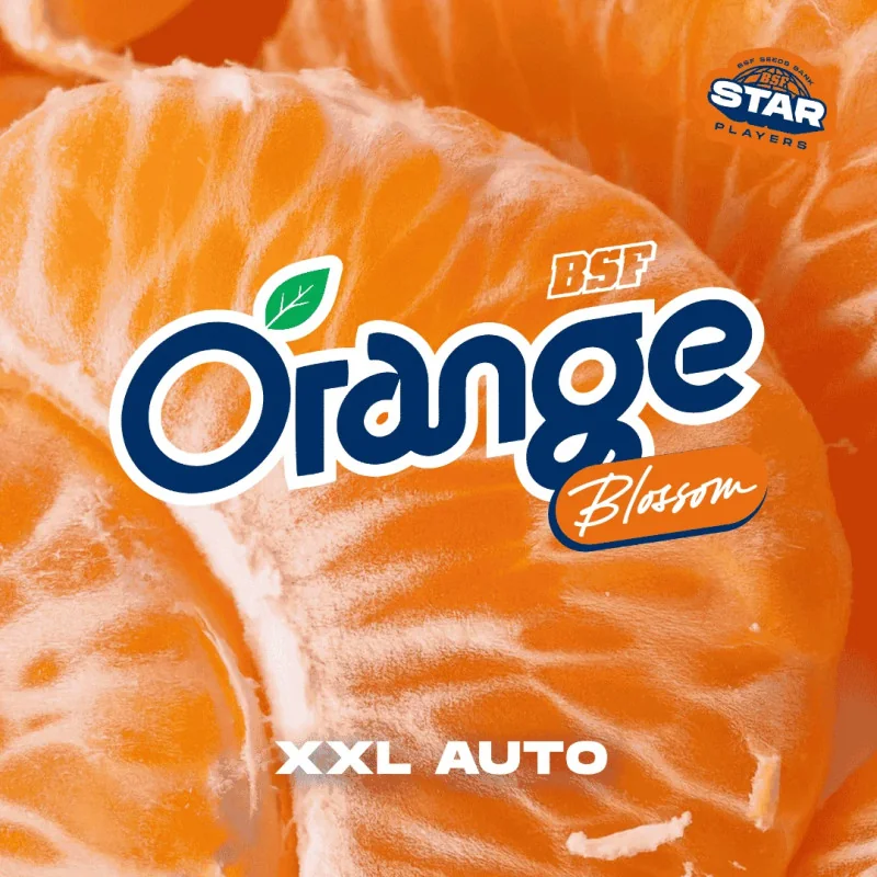 Orange Blossom XXL Auto Marijuana Seeds