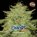 Orange Blossom Marijuana Seeds