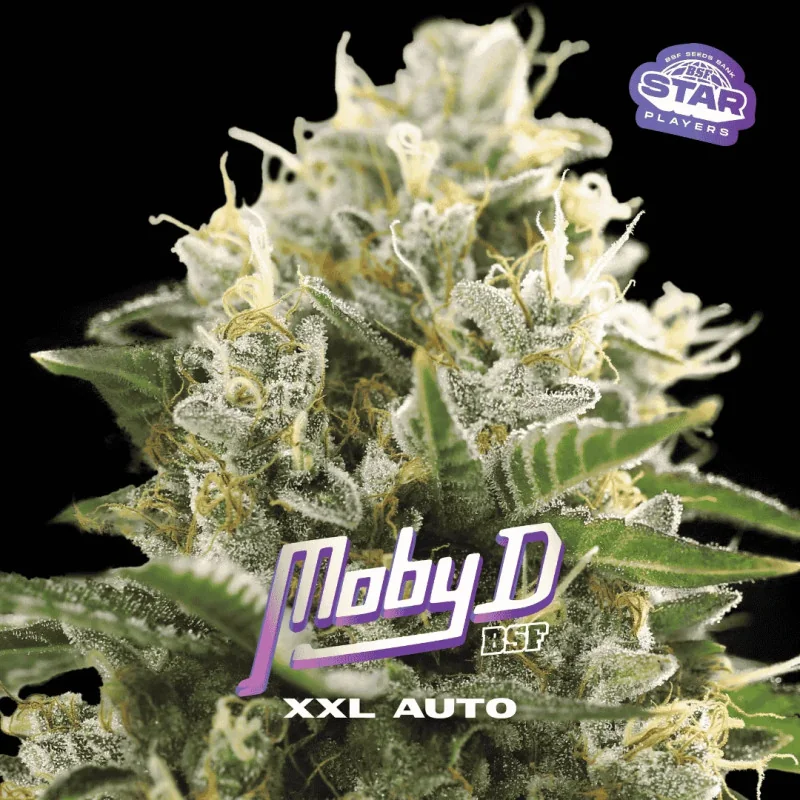 Moby D XXL Auto Marijuana Seeds