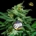 Semillas de Marihuana Lebron Haze XXL Auto