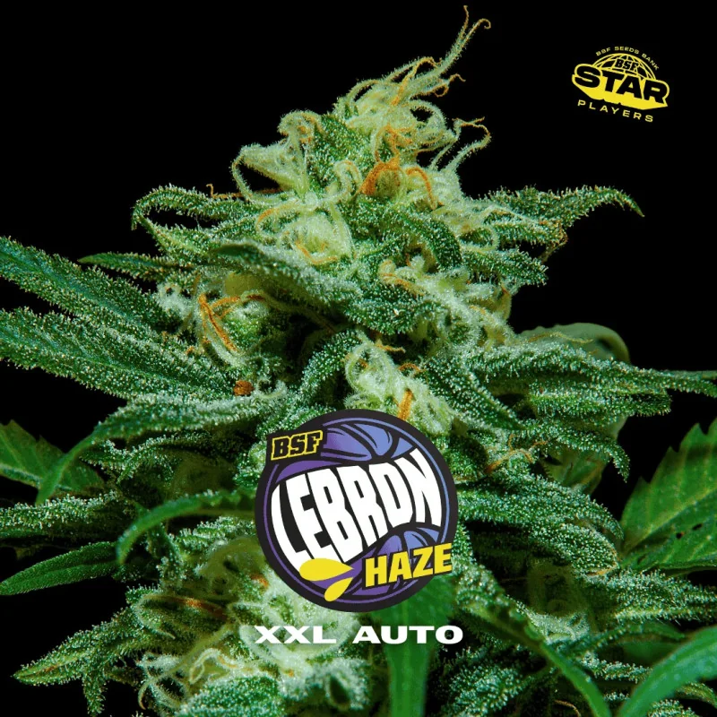 Semillas de Marihuana Lebron Haze XXL Auto