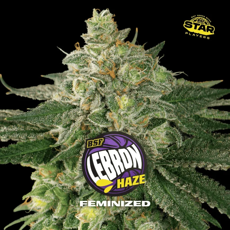Semillas de Marihuana Lebron Haze