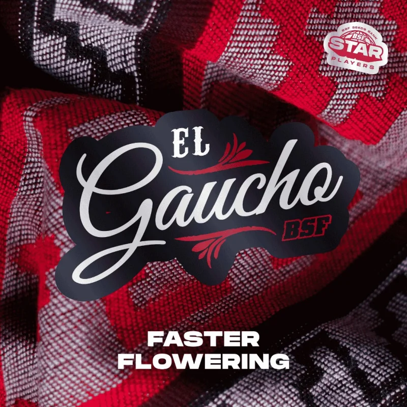 El Gaucho Marijuana Seeds