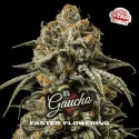 El Gaucho Marijuana Seeds