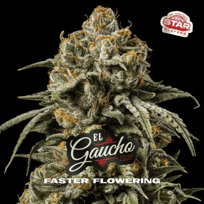 El Gaucho Marijuana Seeds