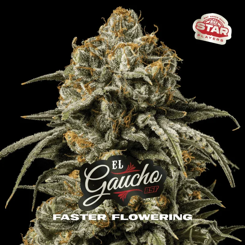 El Gaucho Marijuana Seeds