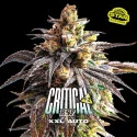 Critical +2 XXL Auto Marijuana Seeds