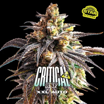 Critical +2 XXL Auto Marijuana Seeds